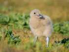 Chick of a Brown Skua or Falkland Skua. Subantarctic, Falkland Islands, Bleaker Island. Art Print